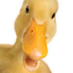 Duck Quacks Don’t Echo: A Fun New Show About Scientific Facts