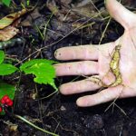 The Government’s Ginseng Circus: A Microcosm of Regulatory Insanity