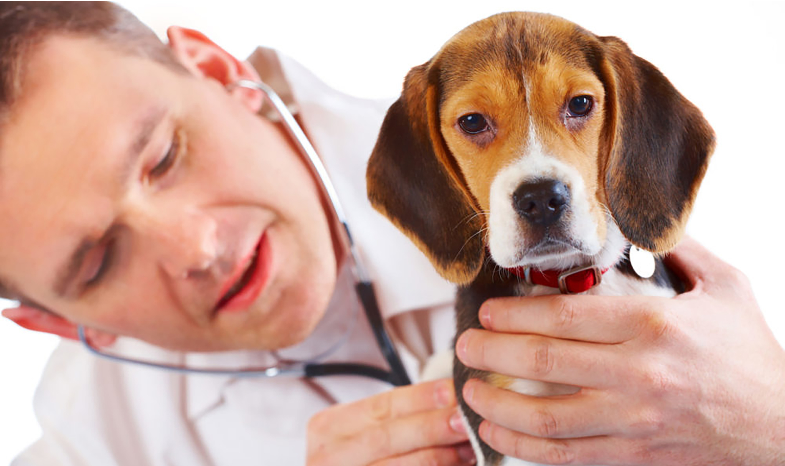 Здоровье собаки. Страхование животных. Ветеринар. Терапия животных. Болезнь ветеринара
